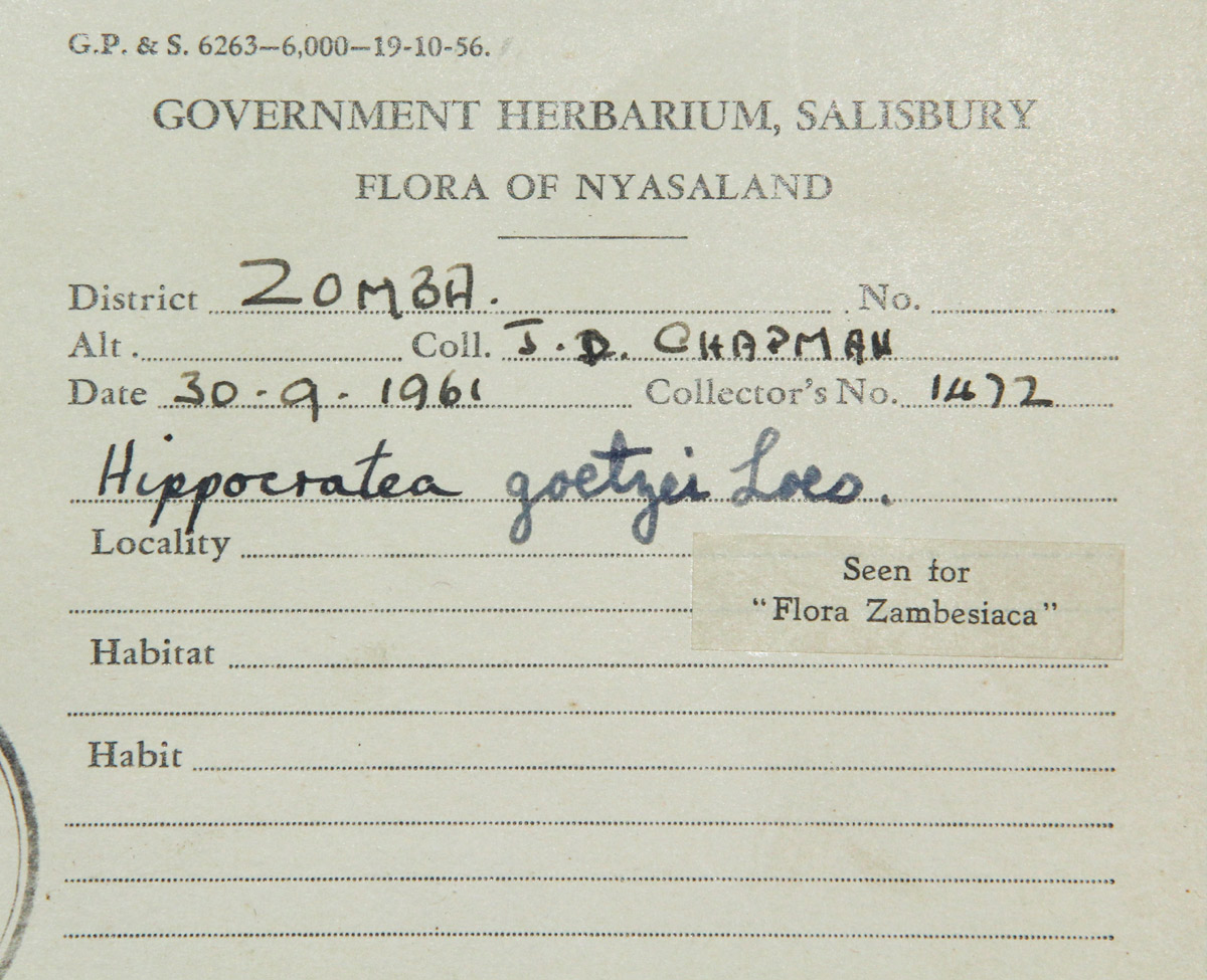 Hippocratea goetzei