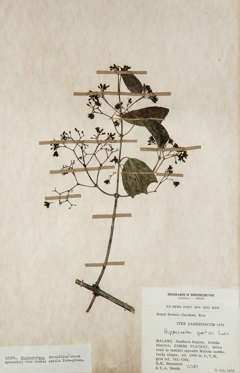 Hippocratea goetzei