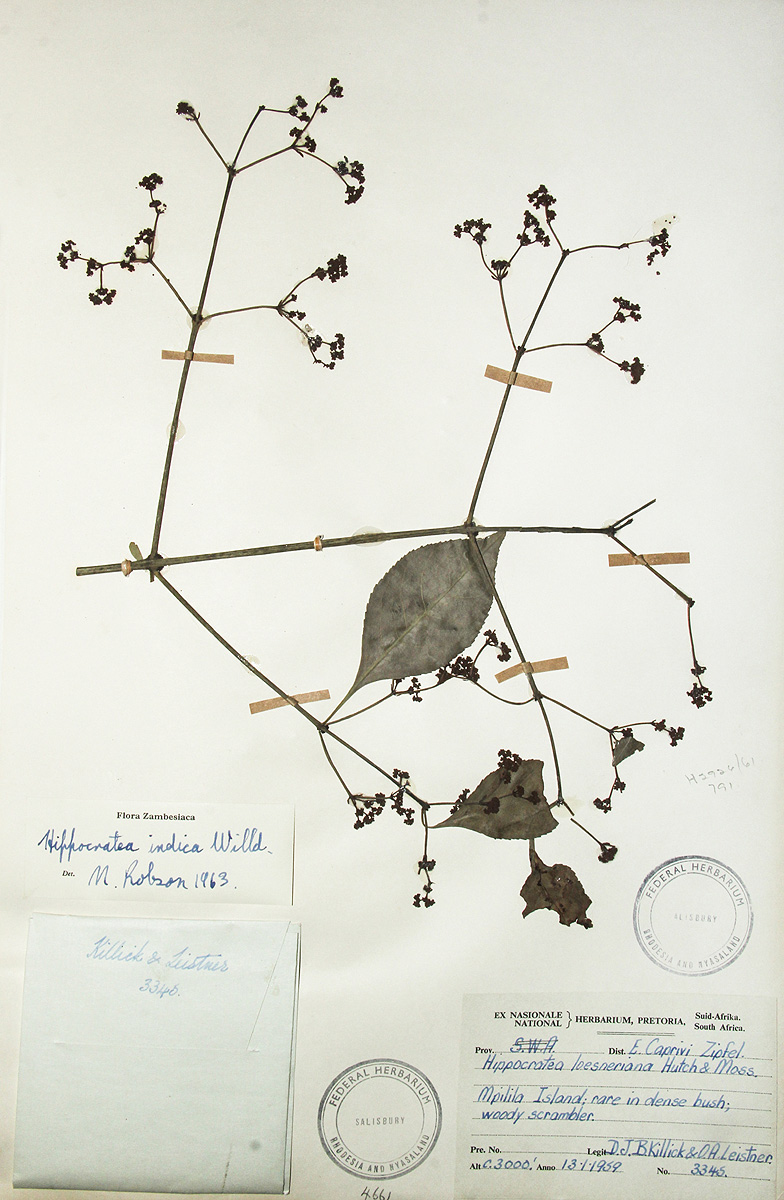Hippocratea indica