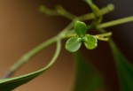 Hippocratea longipetiolata