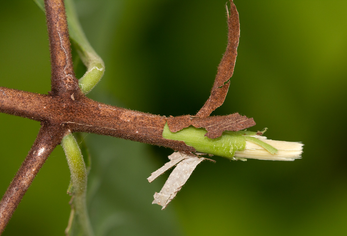 Hippocratea volkensii