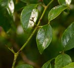 Cassinopsis ilicifolia