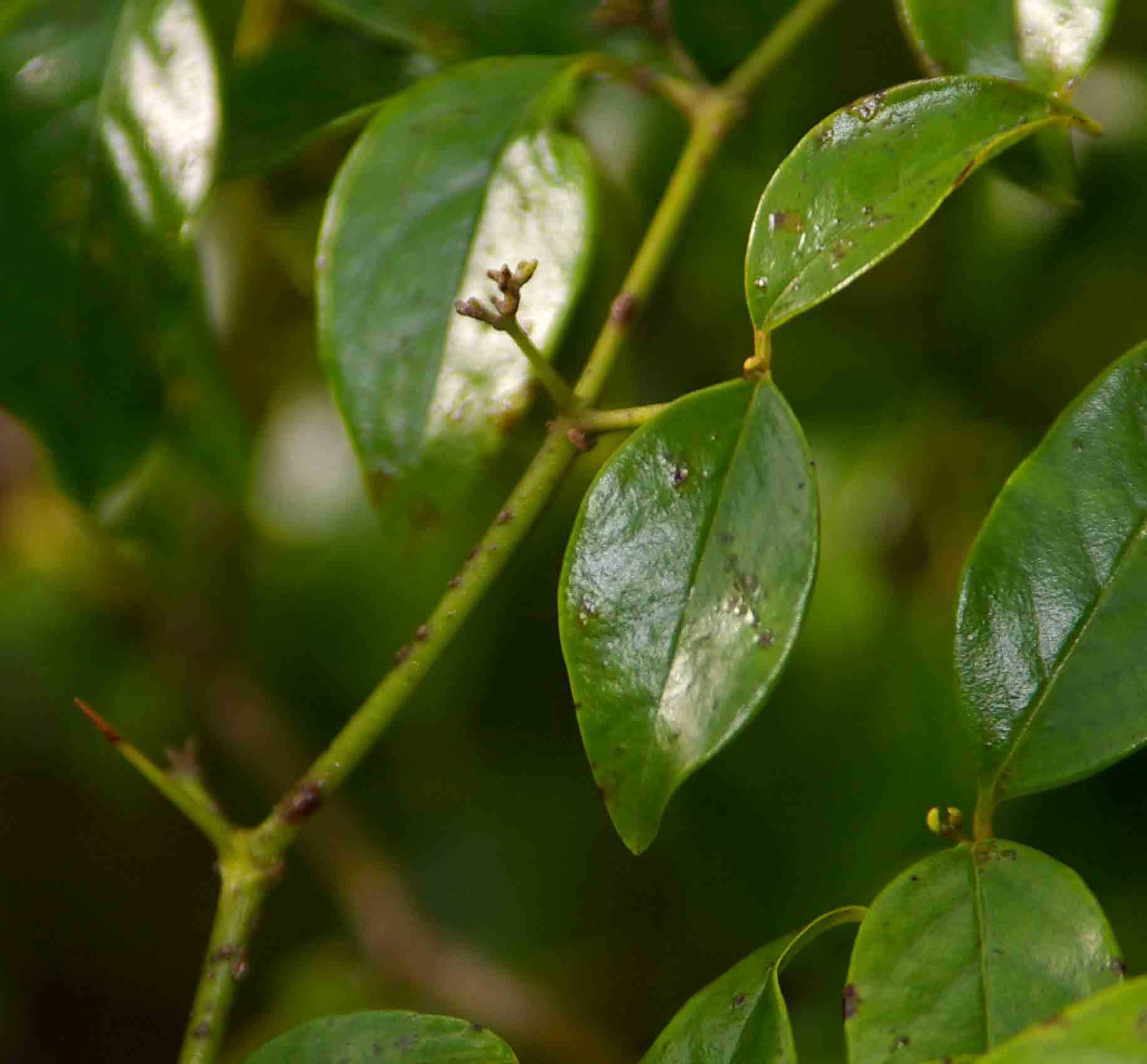 Cassinopsis ilicifolia