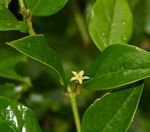Cassinopsis ilicifolia