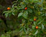 Cassinopsis ilicifolia
