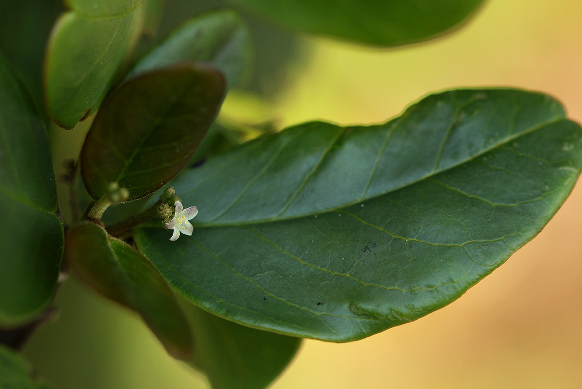 Cassinopsis tinifolia