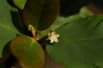 Cassinopsis tinifolia