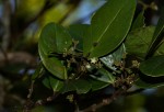 Cassinopsis tinifolia