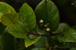 Cassinopsis tinifolia