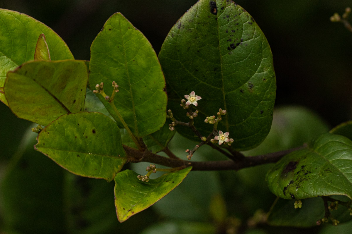 Cassinopsis tinifolia