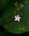 Cassinopsis tinifolia
