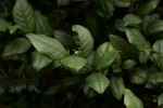 Cassinopsis tinifolia