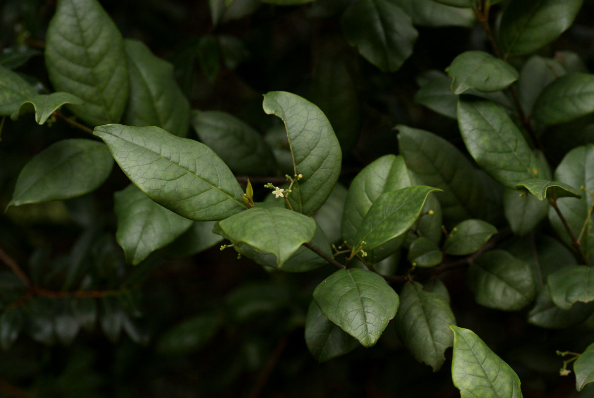 Cassinopsis tinifolia