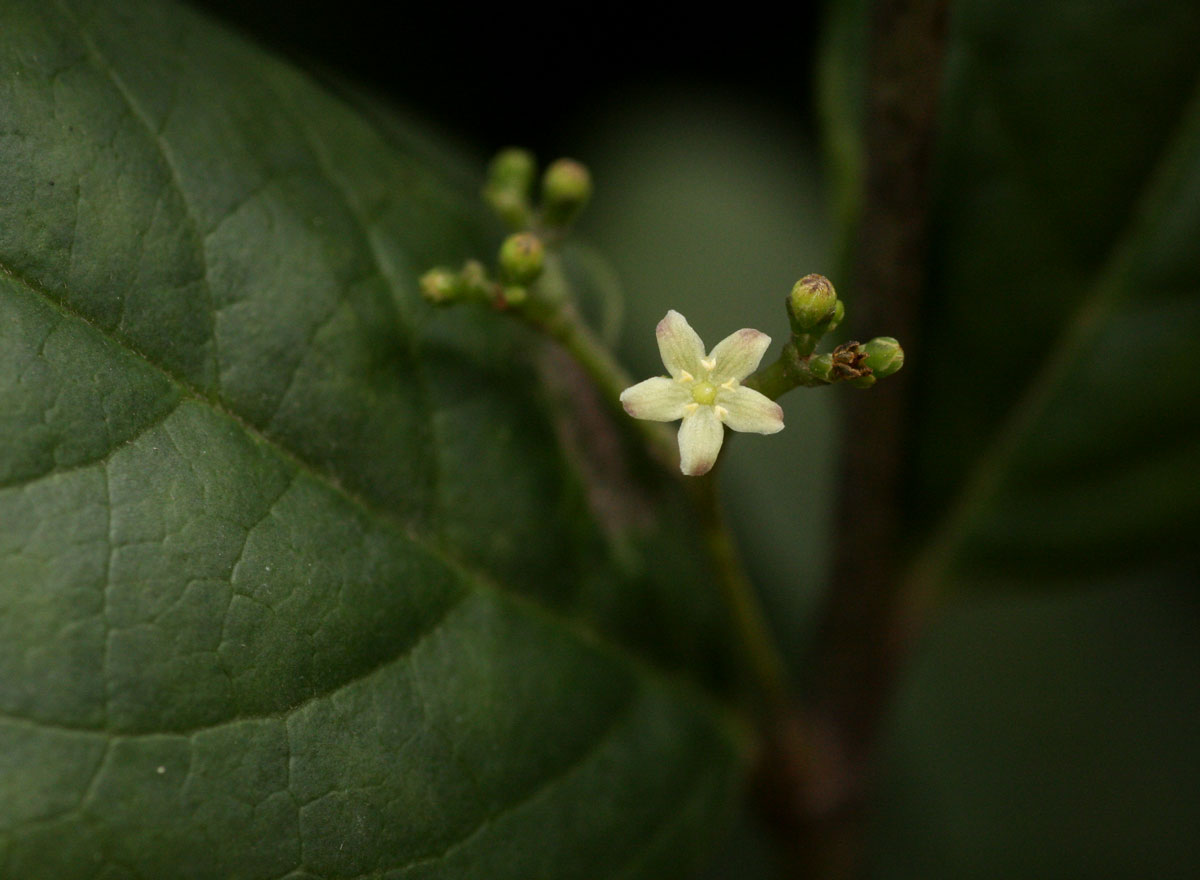 Cassinopsis tinifolia