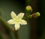 Cassinopsis tinifolia