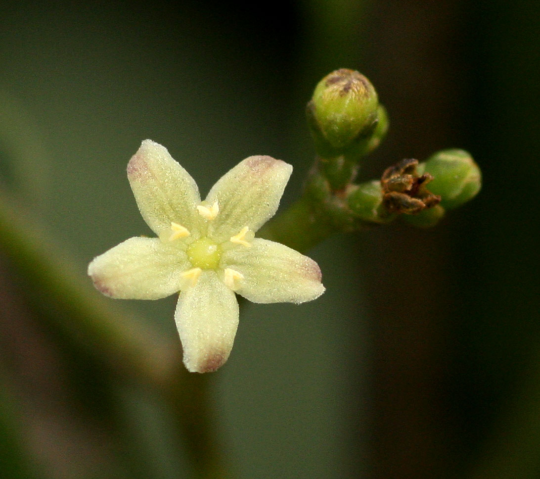 Cassinopsis tinifolia