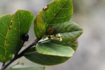 Cassinopsis tinifolia