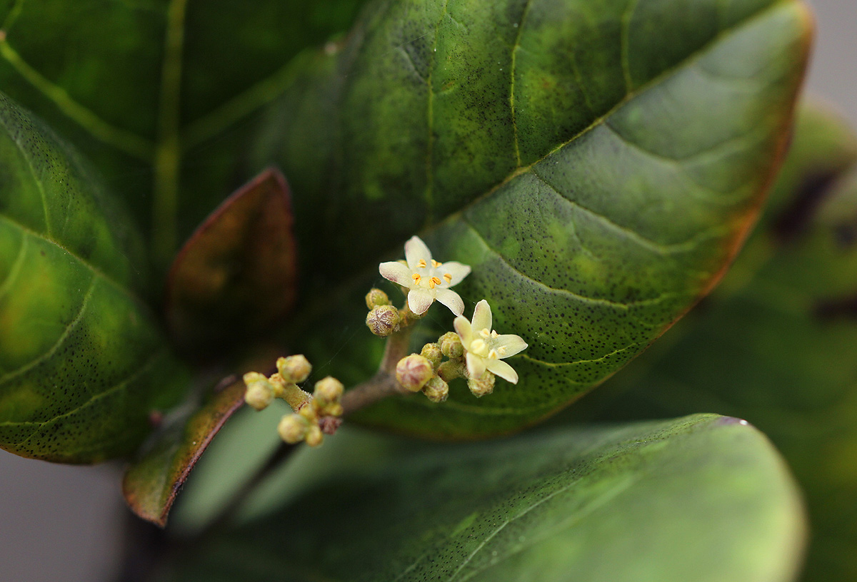 Cassinopsis tinifolia