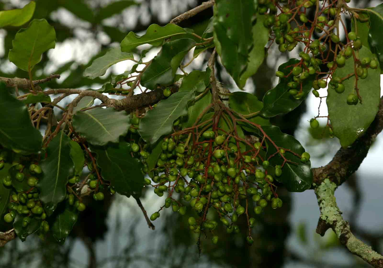 Apodytes dimidiata