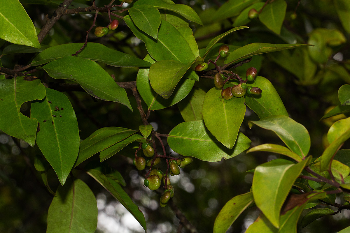 Apodytes dimidiata