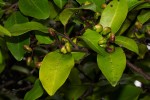 Apodytes dimidiata