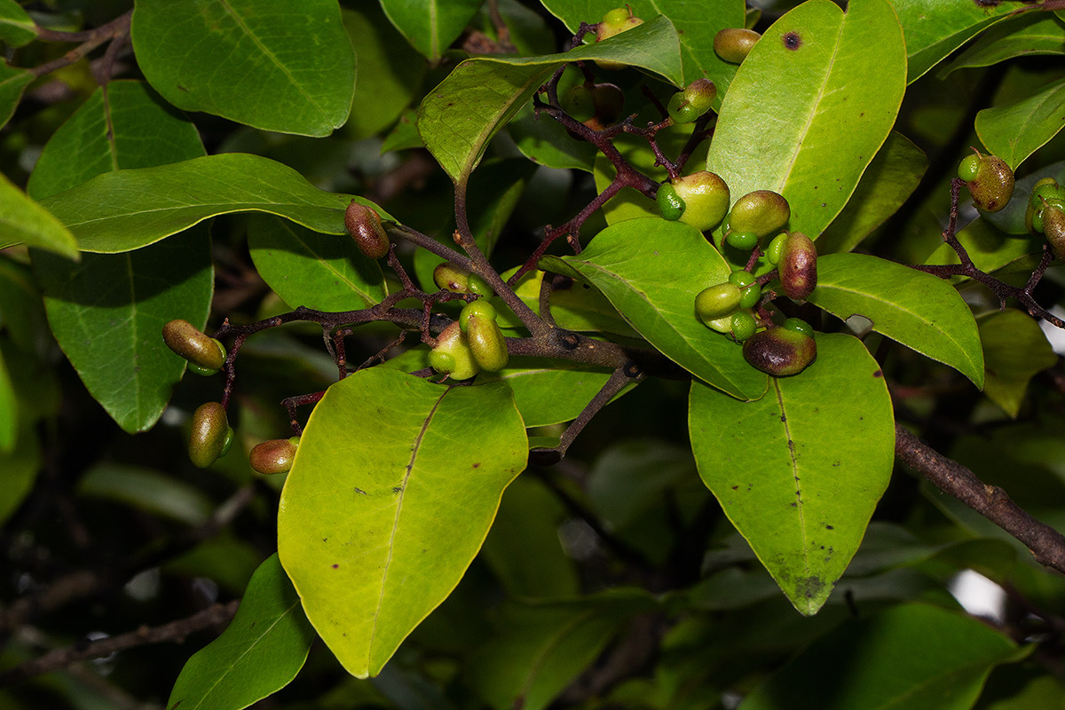 Apodytes dimidiata