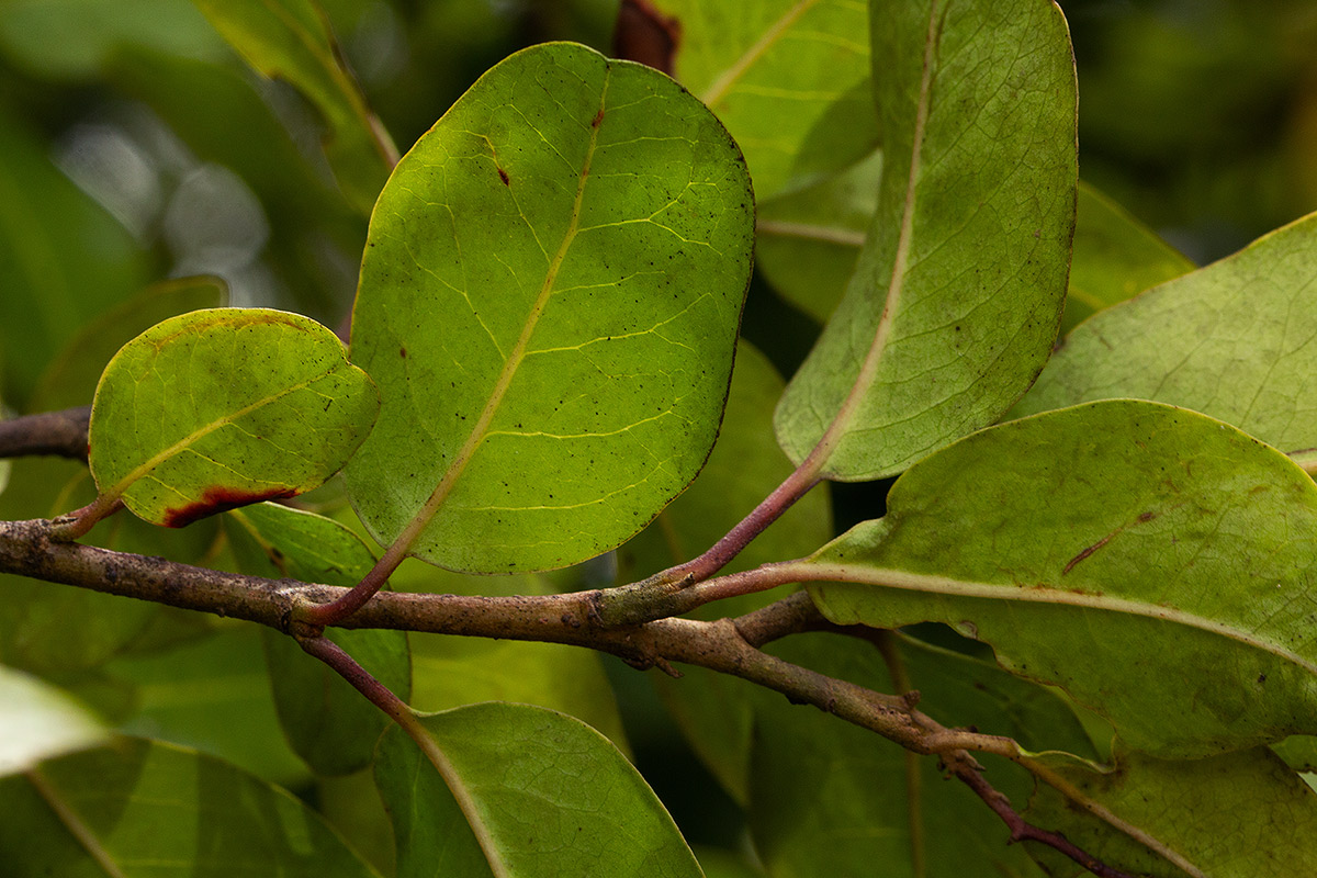 Apodytes dimidiata