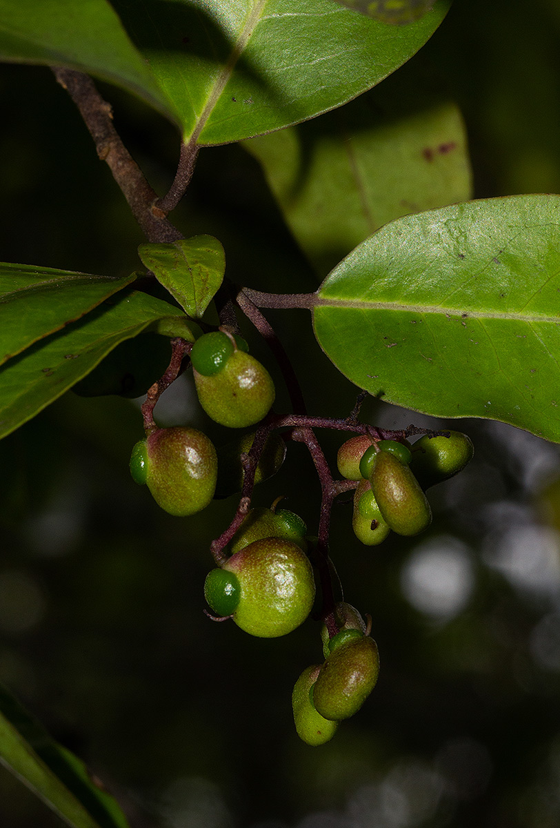 Apodytes dimidiata