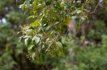 Apodytes dimidiata