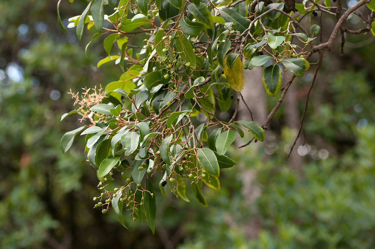 Apodytes dimidiata