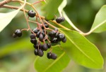 Apodytes dimidiata