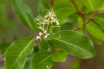 Apodytes dimidiata
