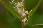 Apodytes dimidiata