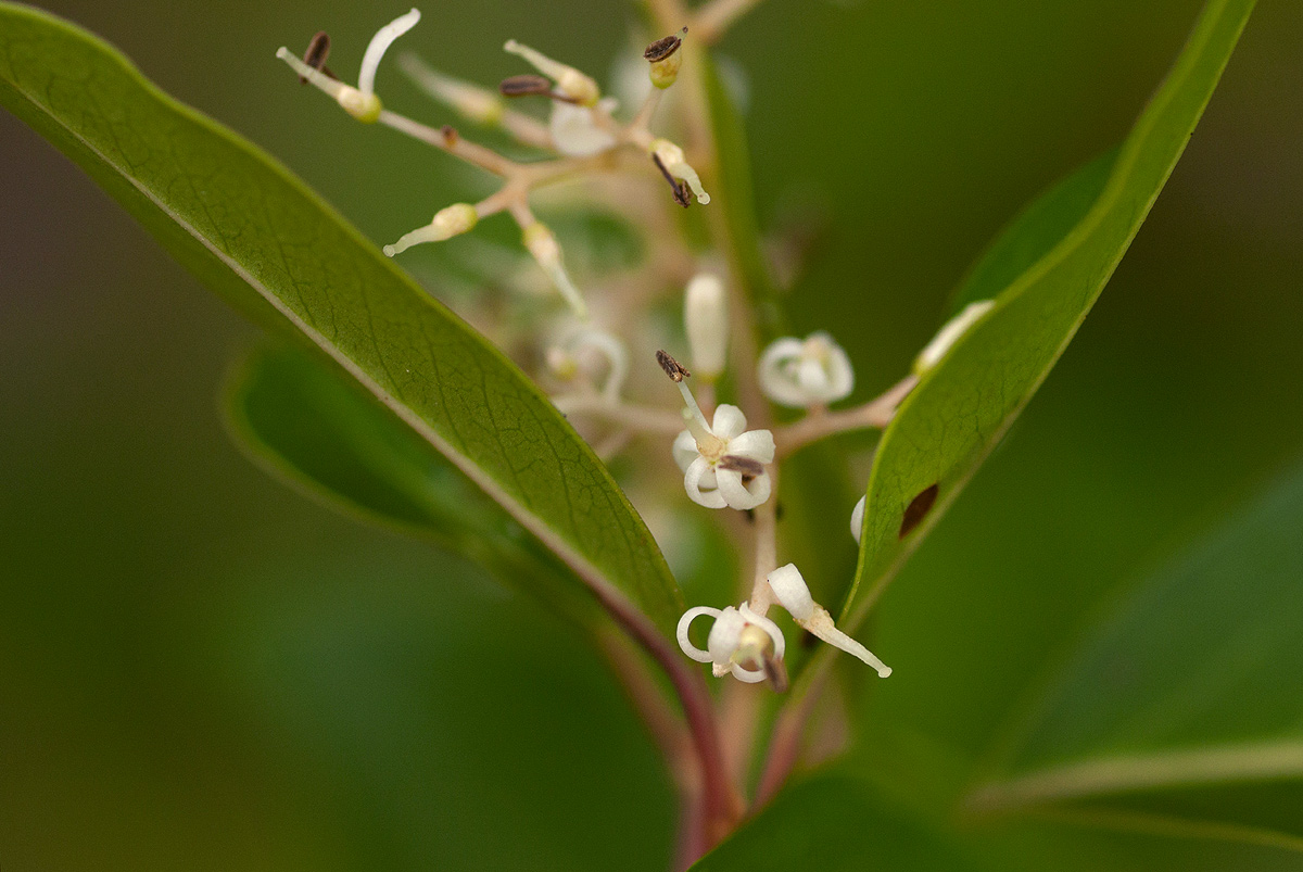 Apodytes dimidiata