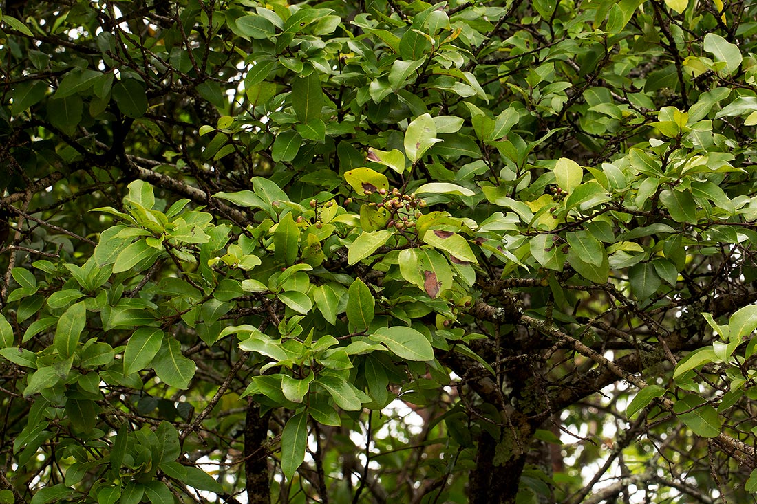 Apodytes dimidiata