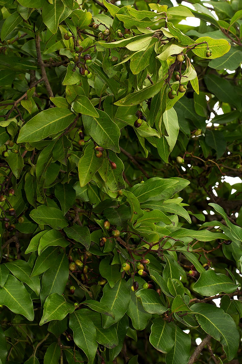Apodytes dimidiata