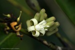 Rhaphiostylis beninensis