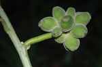 Pyrenacantha kaurabassana