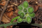 Pyrenacantha kaurabassana