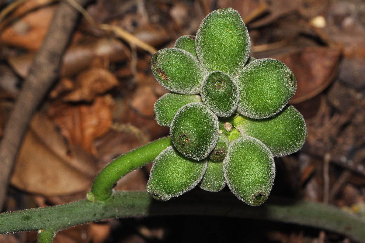 Pyrenacantha kaurabassana