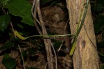 Pyrenacantha kaurabassana