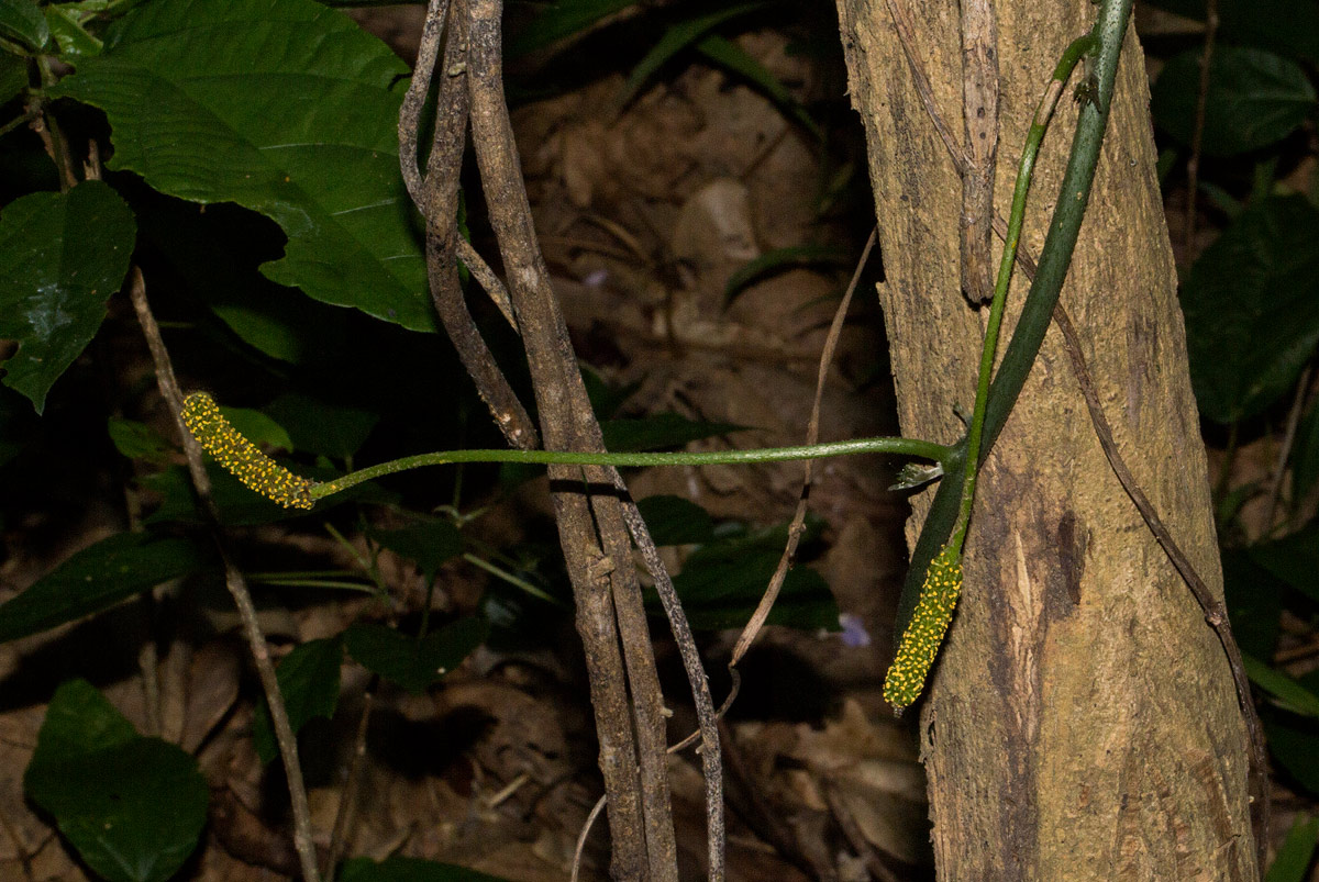 Pyrenacantha kaurabassana