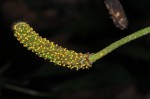 Pyrenacantha kaurabassana