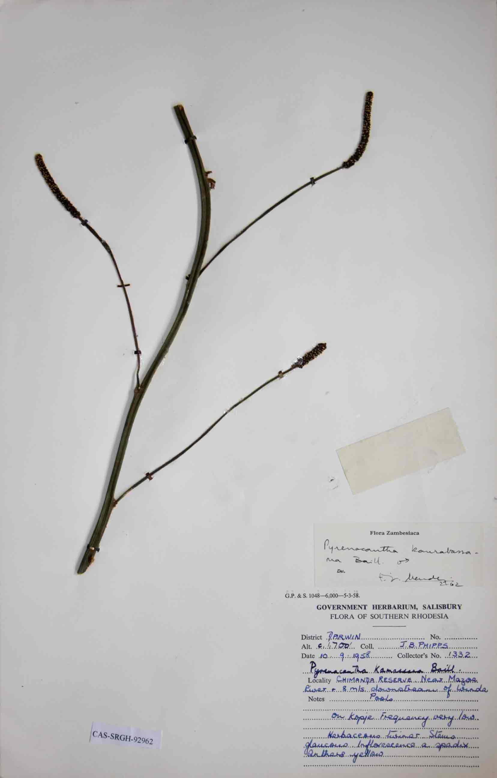 Pyrenacantha kaurabassana