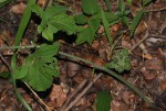 Pyrenacantha kaurabassana