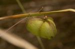 Cardiospermum halicacabum var. halicacabum
