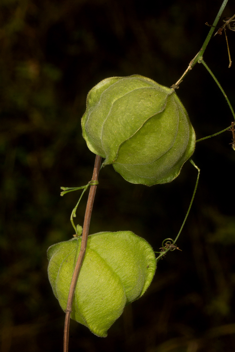 Cardiospermum halicacabum var. halicacabum