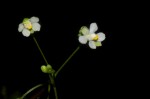 Cardiospermum halicacabum var. halicacabum