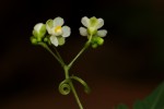 Cardiospermum halicacabum var. halicacabum