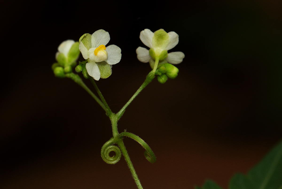 Cardiospermum halicacabum var. halicacabum